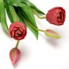 Svazek tulipány plnokvěté 39 cm, 5 ks - Image 3